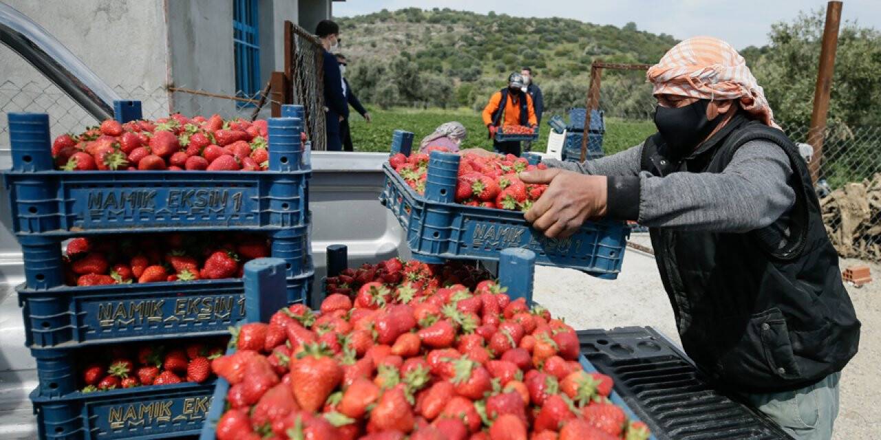 İzmir'de Çilek Hasadı Kovid-19'a Rağmen Sorunsuz Devam Ediyor