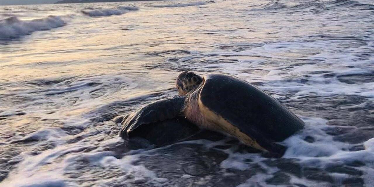 Caretta Carettalar İztuzu Plajı'na Gelmeye Başladı