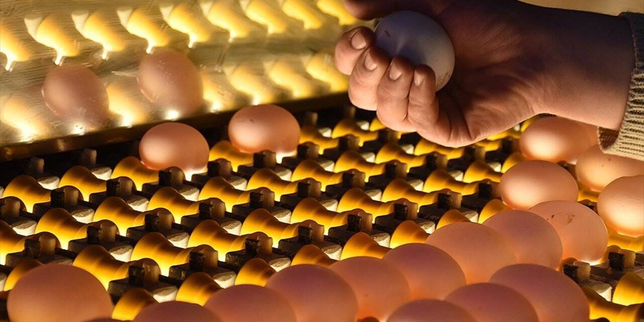 Afyonkarahisar'daki Yumurta Üreticileri İsrail Pazarına Da Yöneldi