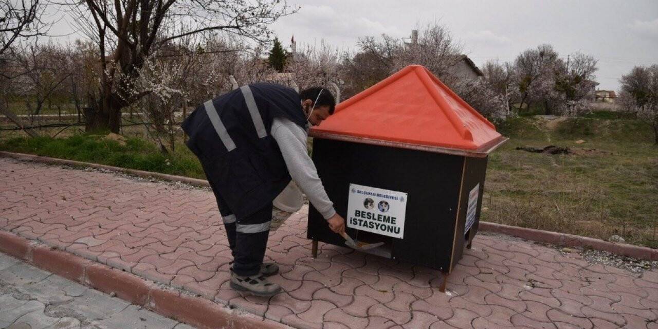 Selçuklu Belediyesi Sokak Hayvanlarını Unutmadı
