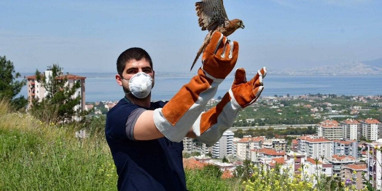 Yaralı Atmaca Tedavi Edildi