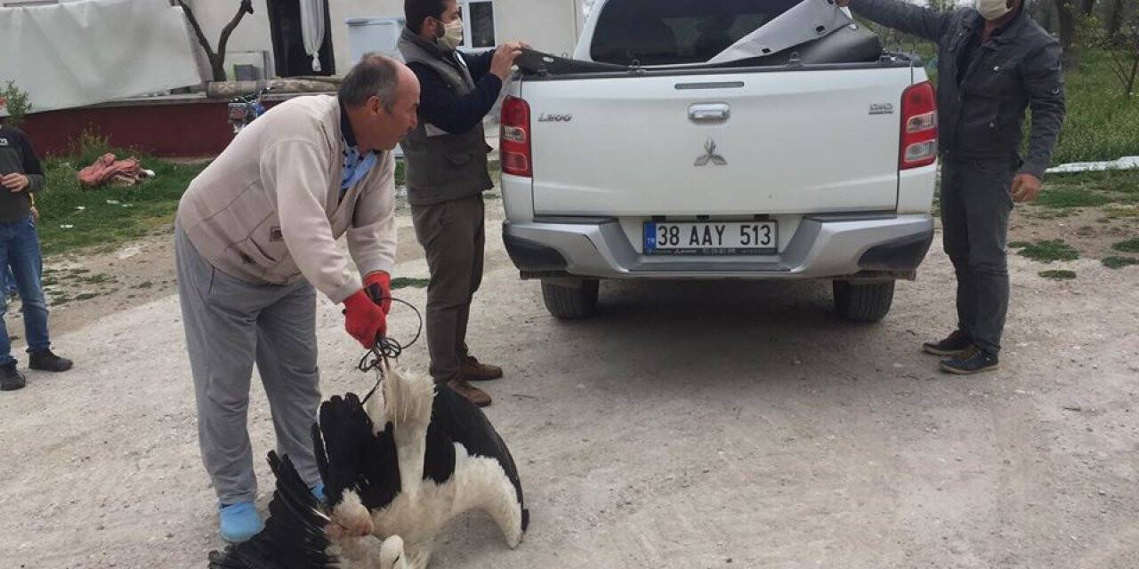 Yaralı Leylek Yetkililere Teslim Edildi