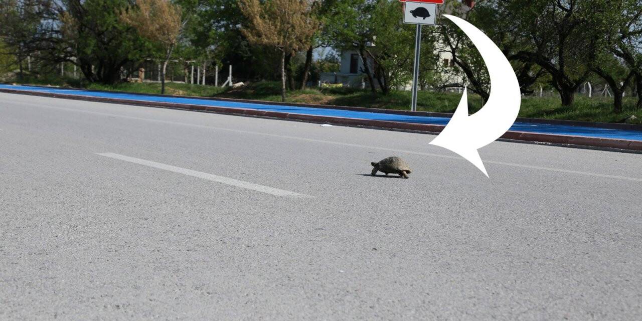 Dikkat! Kaplumbağa Çıkabilir