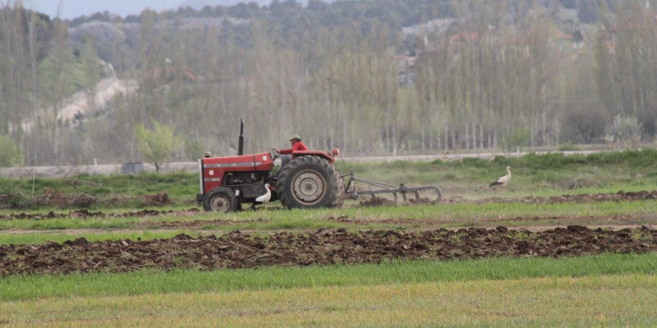 Traktörün Peşine Takılan Leyleklerin Solucan, Fare Ve Böcek Avı