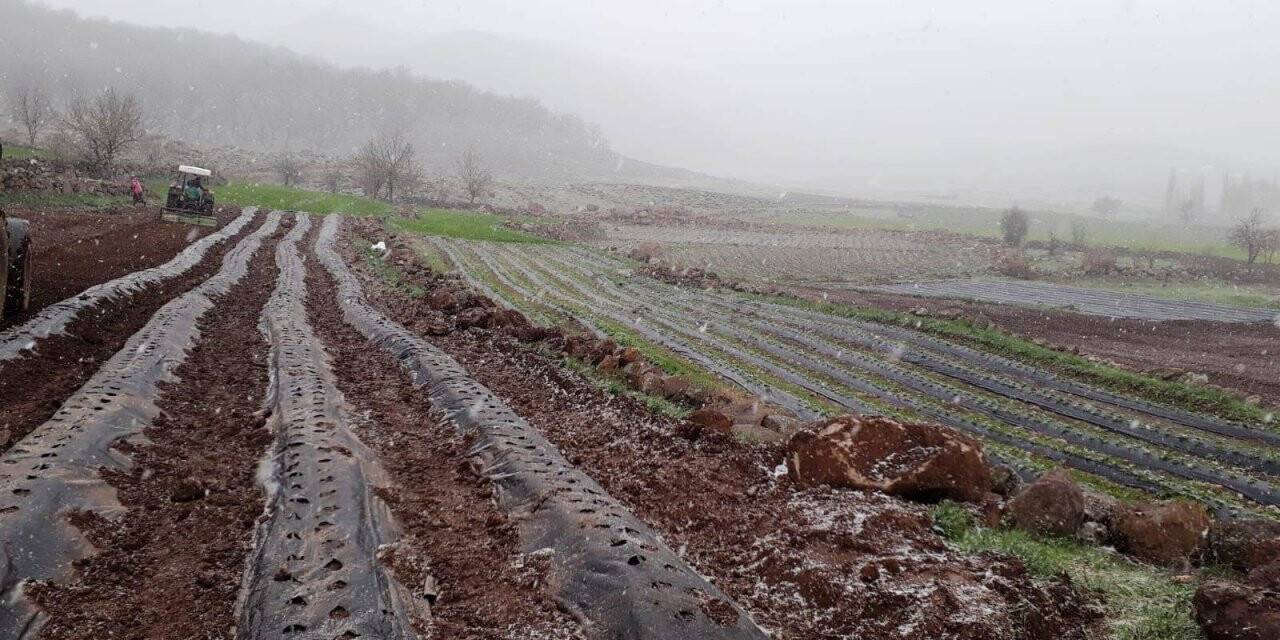 Konyalı çiftçiler Kar yağarken çilek ekiyor