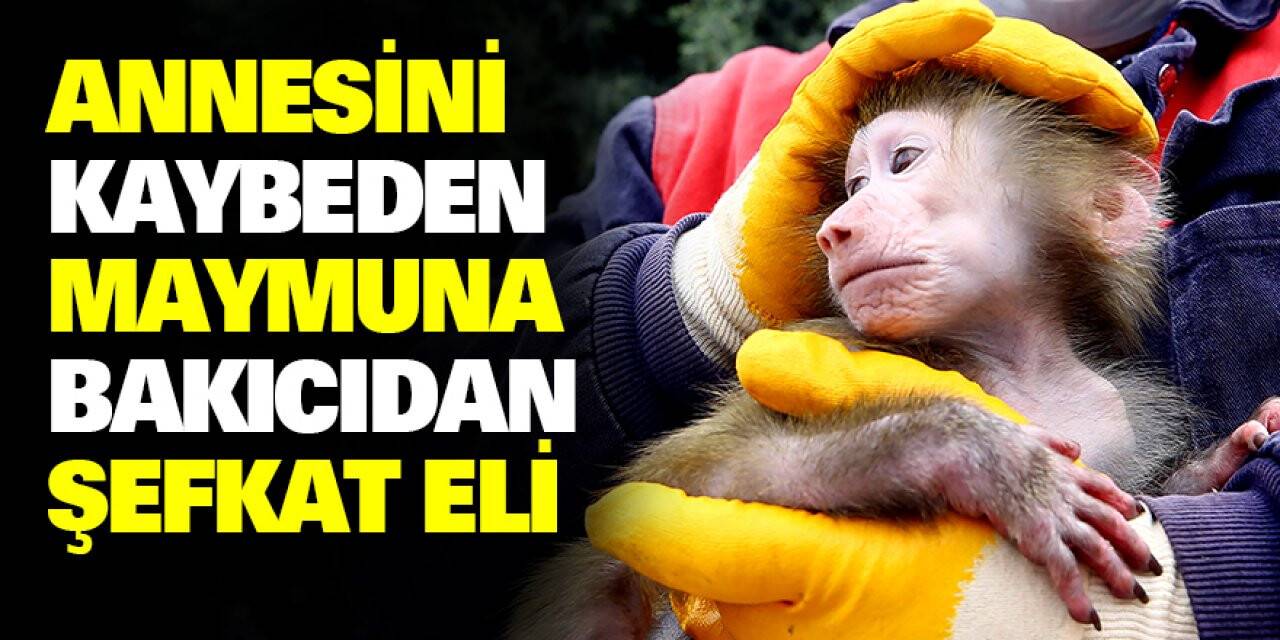 Hayvanat Bahçesinin Bakıcıları Koronavirüse Rağmen İşlerinin Başında