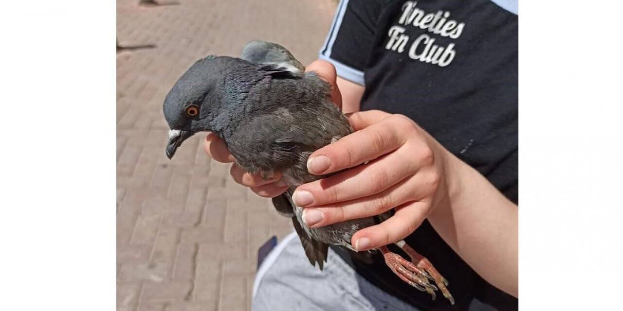 Konya'da Yaralı yabani güvercin tedaviye alındı