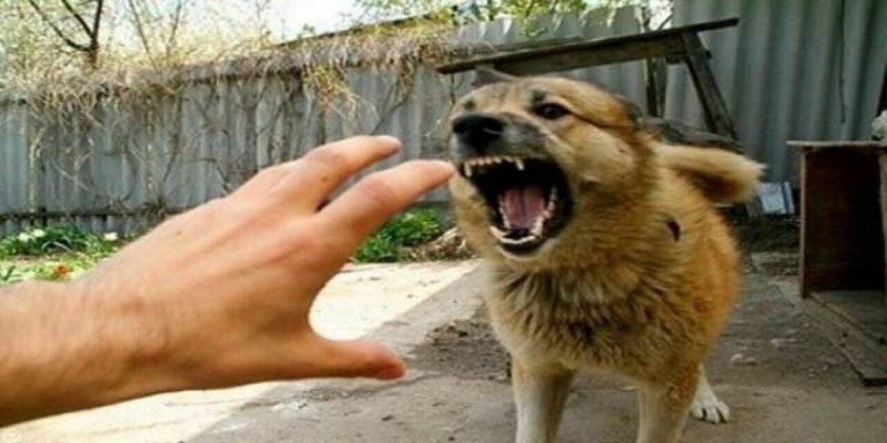 Kırşehir'de köpeğin saldırdığı çocuk öldü