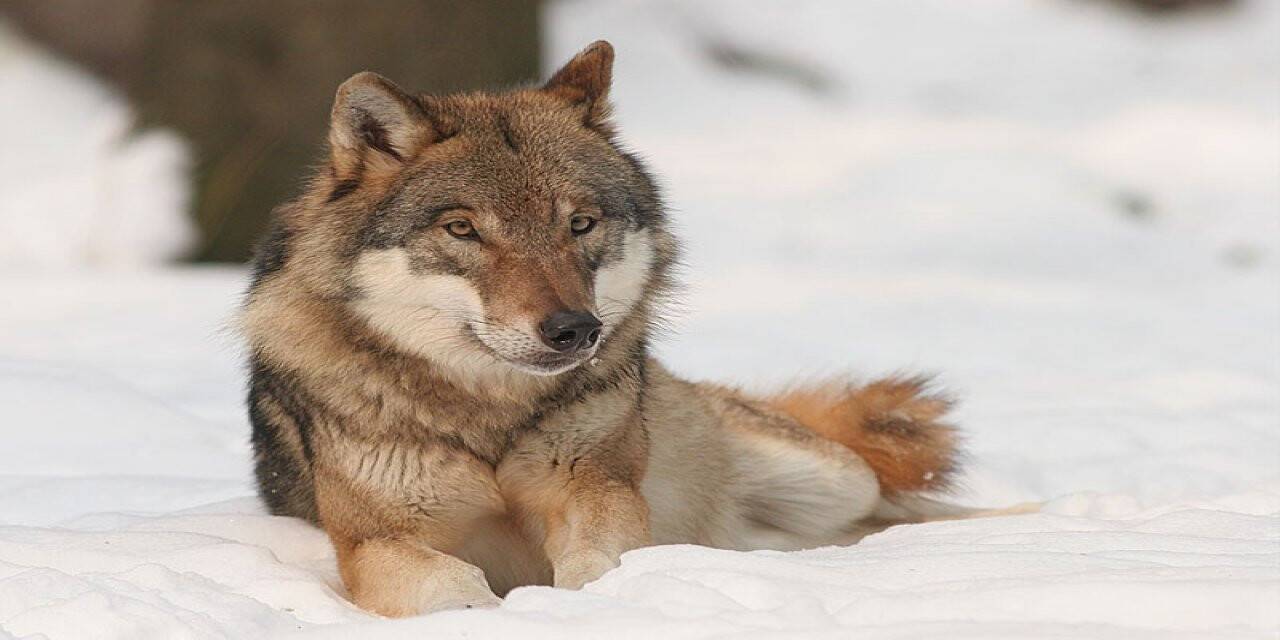 Ardahan'da kurtlar meradaki 4 büyükbaş hayvanı telef etti