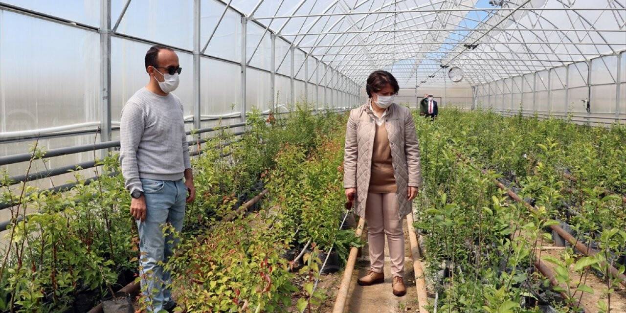 Koruma altına alınan elma ve armut türlerine ait fidanlar çiftçilere dağıtıldı