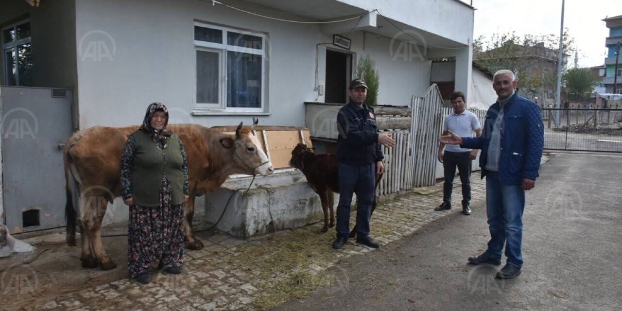 Sinop'ta bir kadın ineğini Milli Dayanışma Kampanyası'na bağışladı