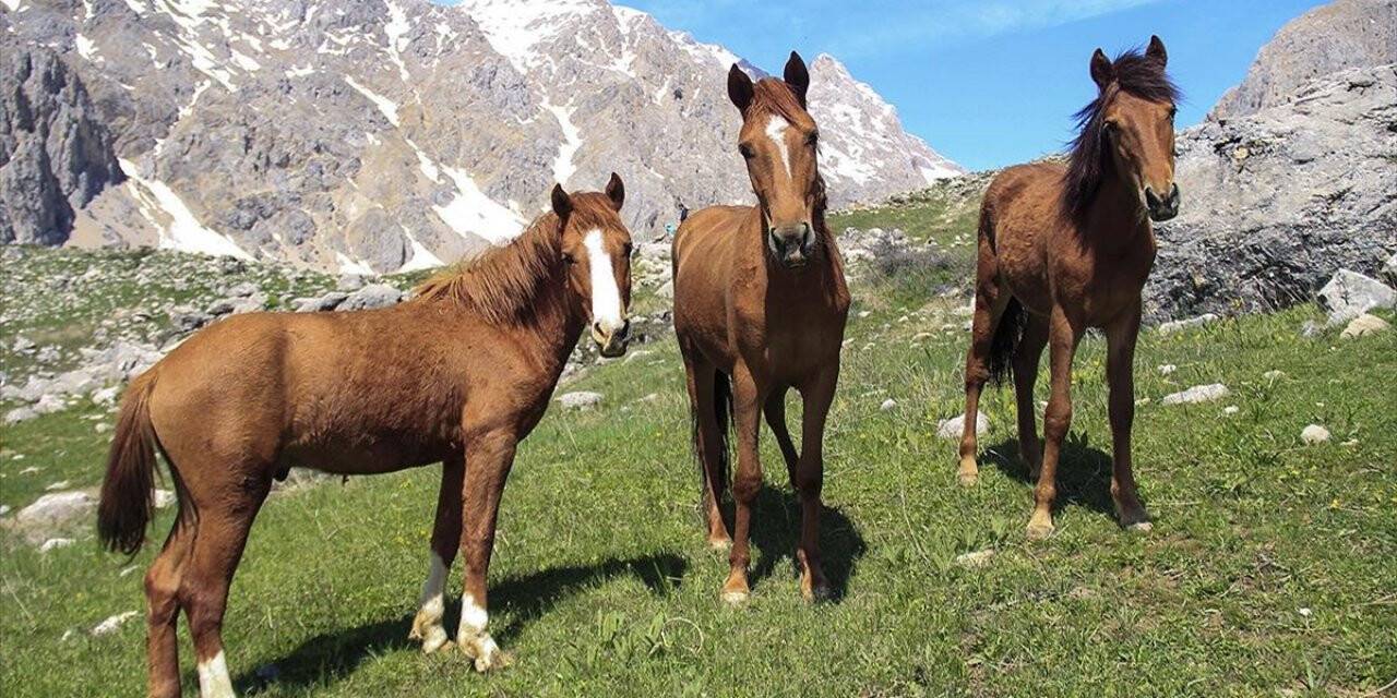 Munzur Dağları doğaya salınan atlarla renklendi