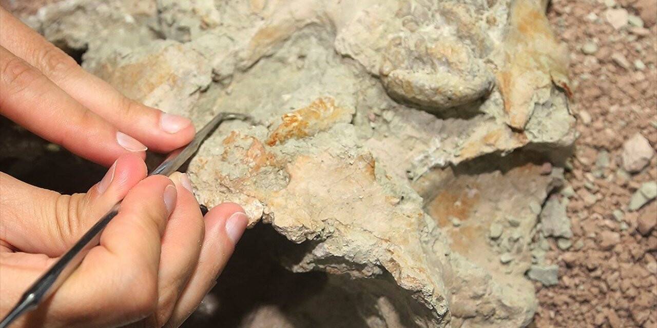 Madagaskar’da dinozorlar döneminden kalma memeliye ait fosil bulundu
