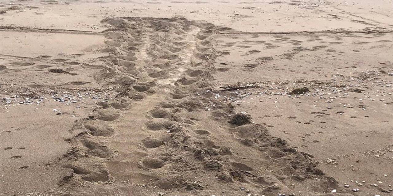 İztuzu'nda caretta carettaların yuvaları görüldü
