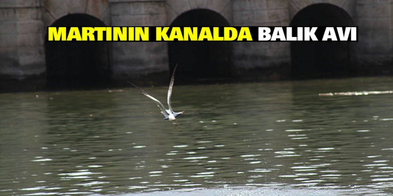 Martının kanalda balık avı