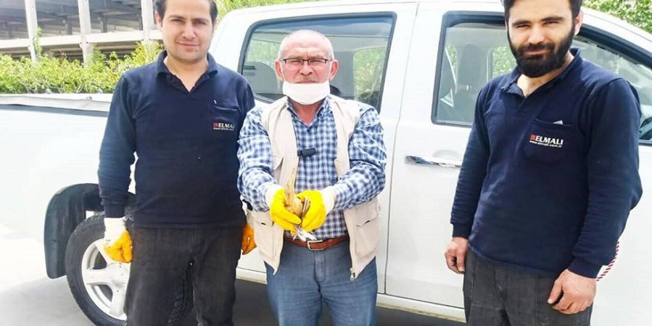 Konya'da yaralı balaban kuşu koruma altında