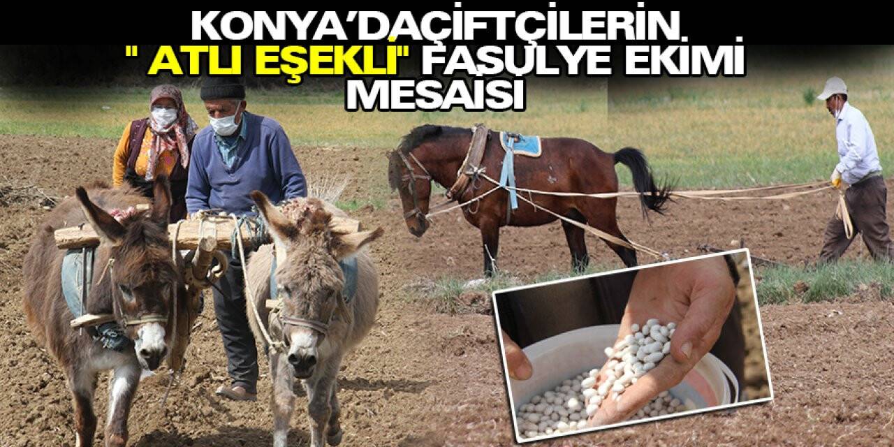 Konya'da Çiftçilerin Fasulye Ekim Mesaisi