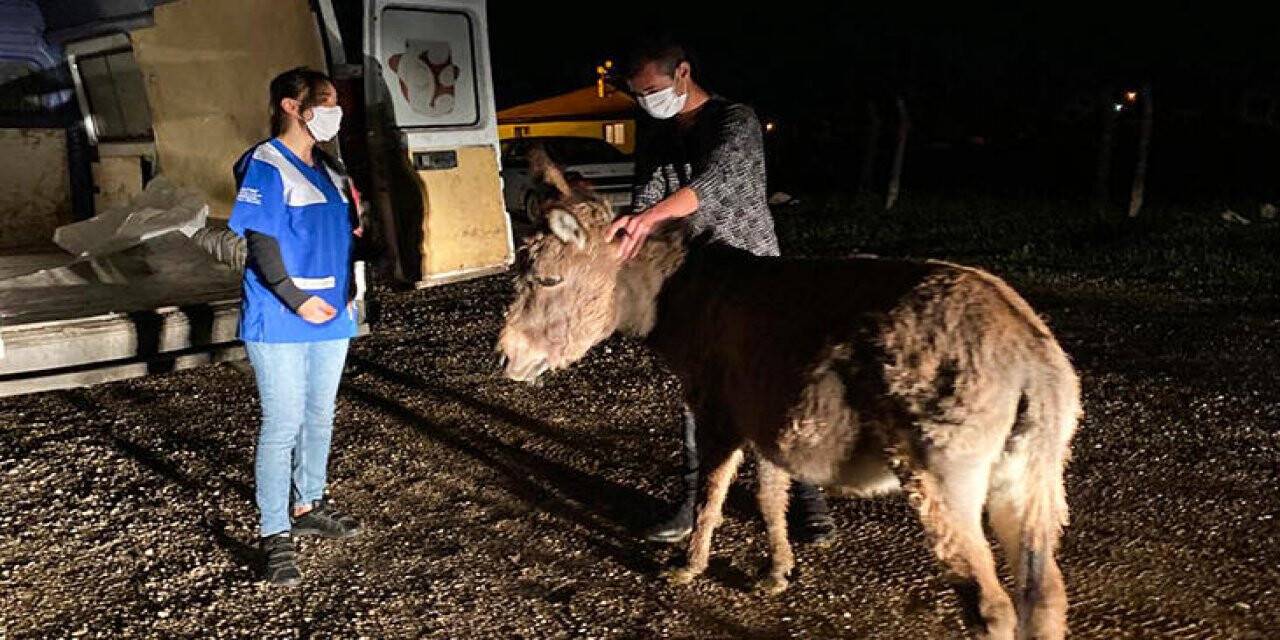Ankara'da yavrusuna köpeklerin saldırtıldığı eşek kurtarıldı