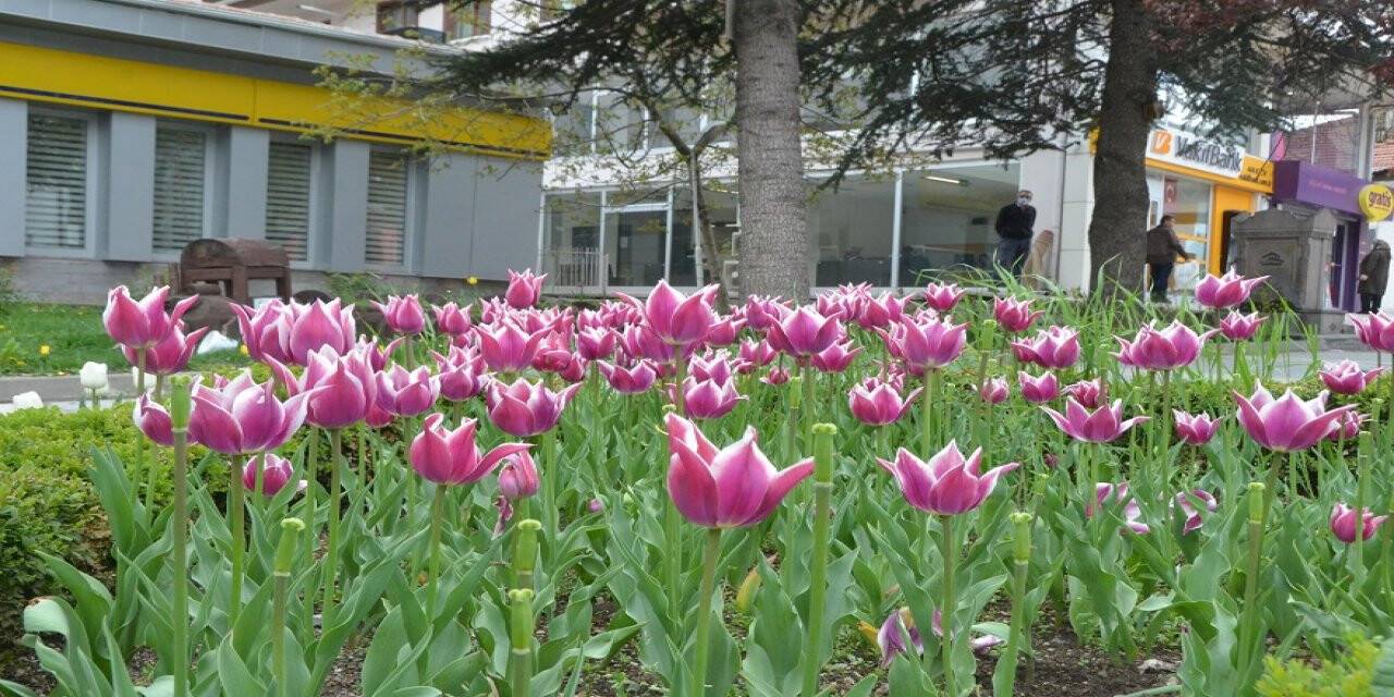 Kızılcahamam'ın parklarını laleler süsülüyor