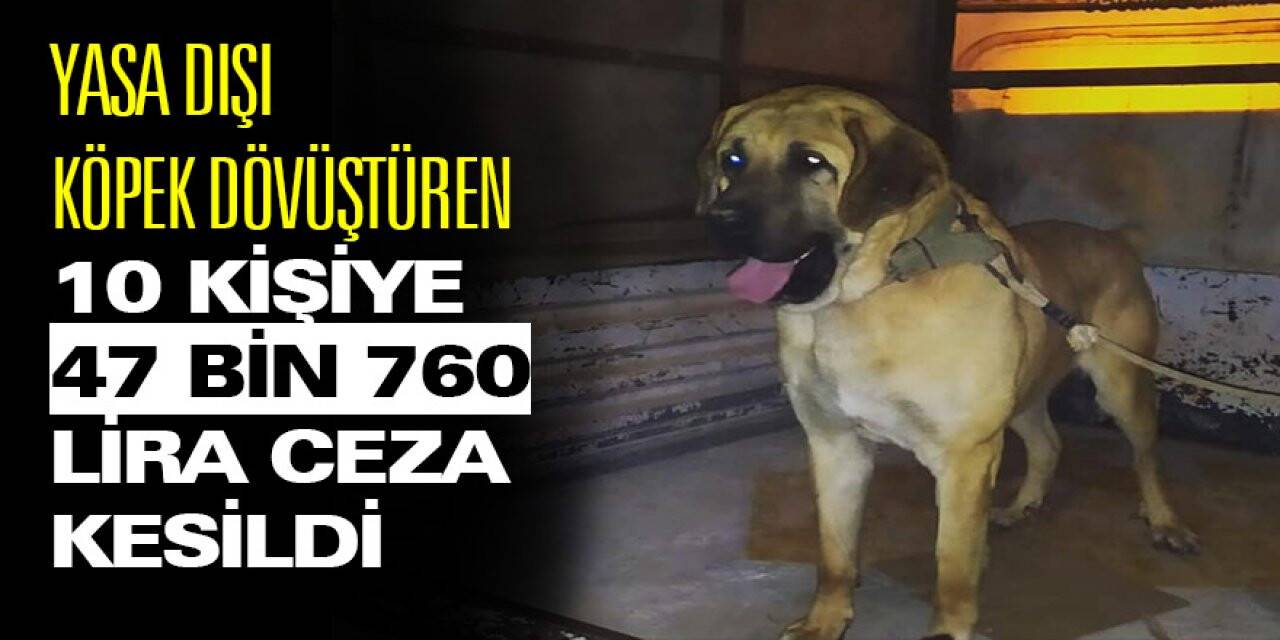 Konya'da Köpek Dövüştüren 10 Kişiye 47 Bin 760 Lira Ceza Kesildi