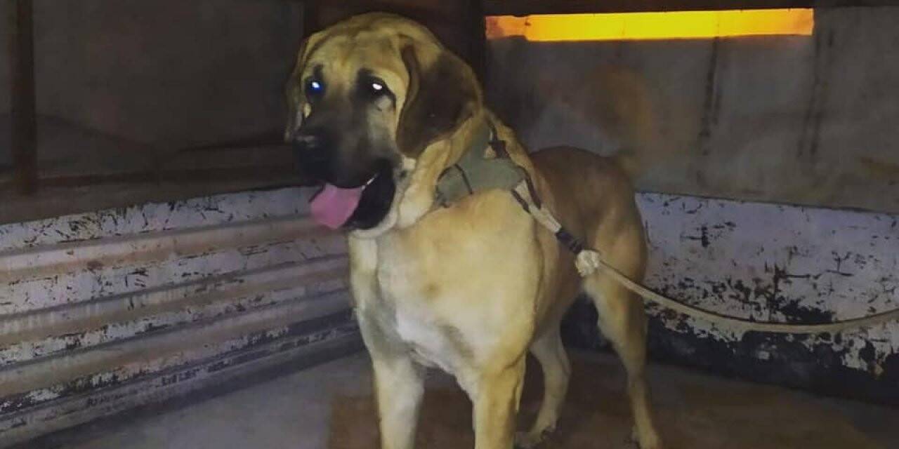 Konya'da internet sitesi üzerinden köpek dövüşü ve bahis organize edenlere operasyon