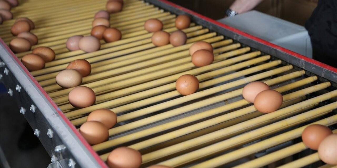 5 kalem beyaz et ve yumurta satın alınacak