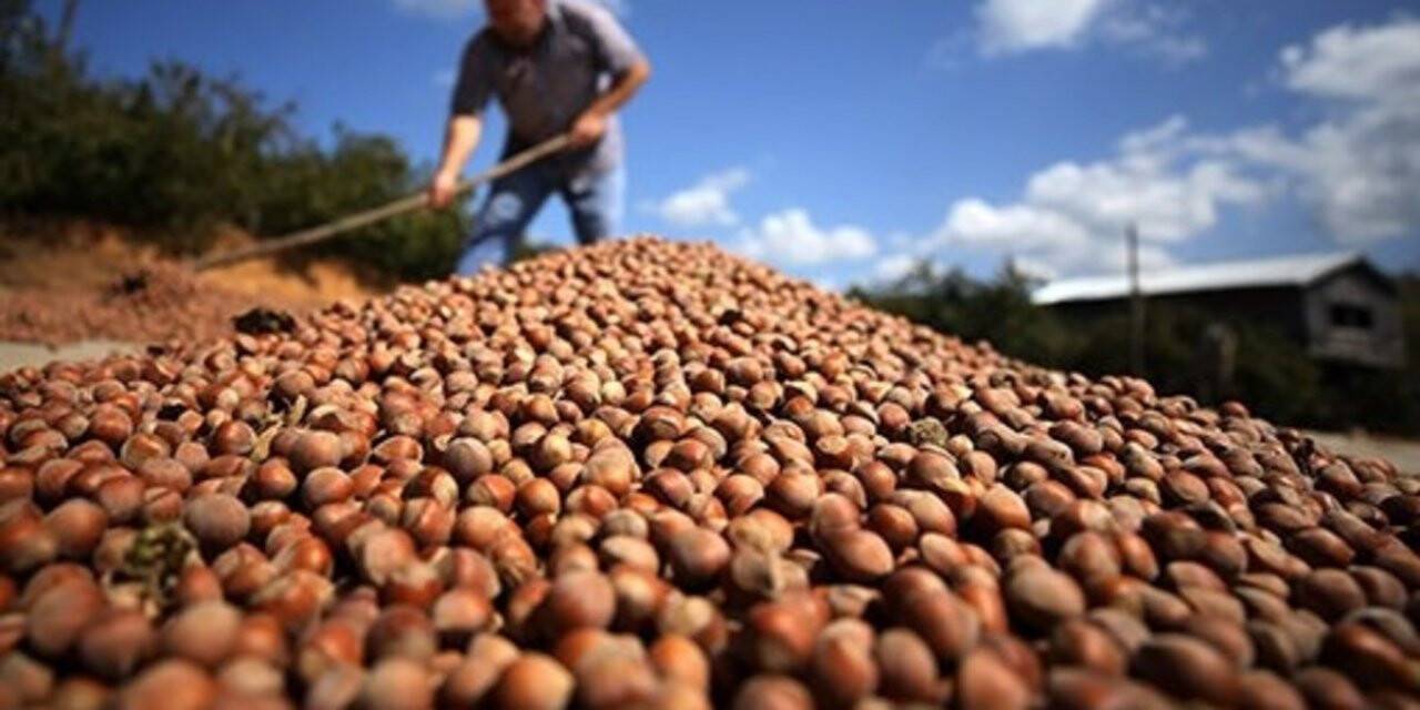 Fındık üreticisine "kahverengi kokarca" uyarısı