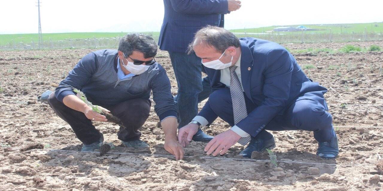 Tomarza'da lavanta ekimi yapıldı