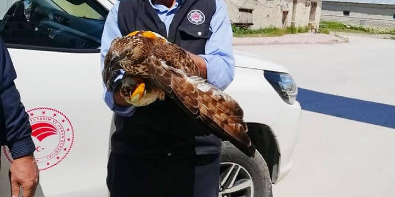 Konya'da yaralı şahin tedaviye alındı