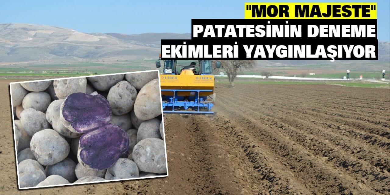 'Mor majeste' patatesinin deneme ekimleri yaygınlaşıyor
