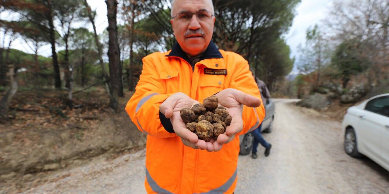 Bergama Kozak Yaylası'nda trüf mantarı üretilecek