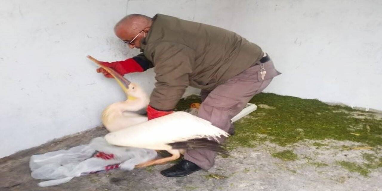Yaralı pelikan tedaviye alındı
