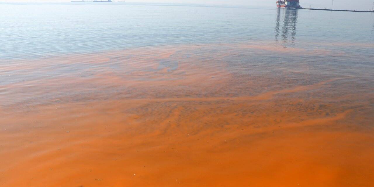 Tekirdağ'da plankton çoğalması deniz suyunu turuncuya dönüştürdü
