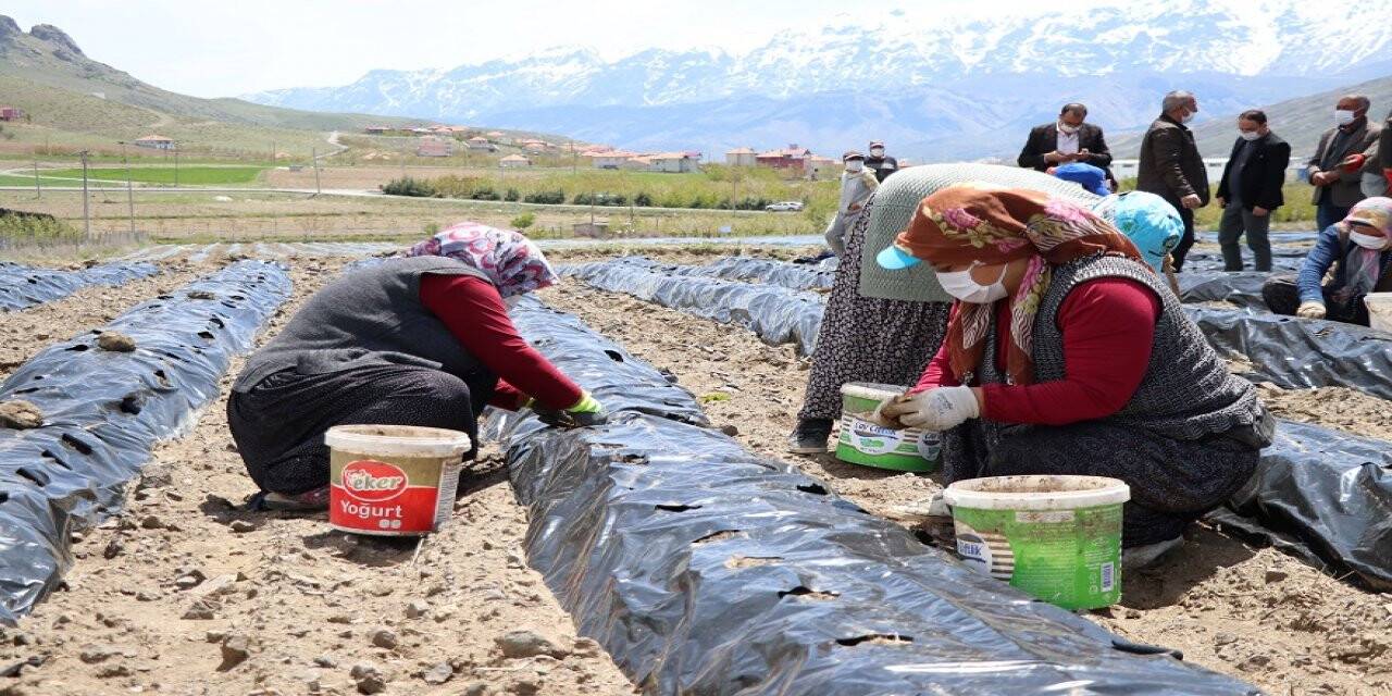 Niğde'nin yeni gözdesi: Çilek