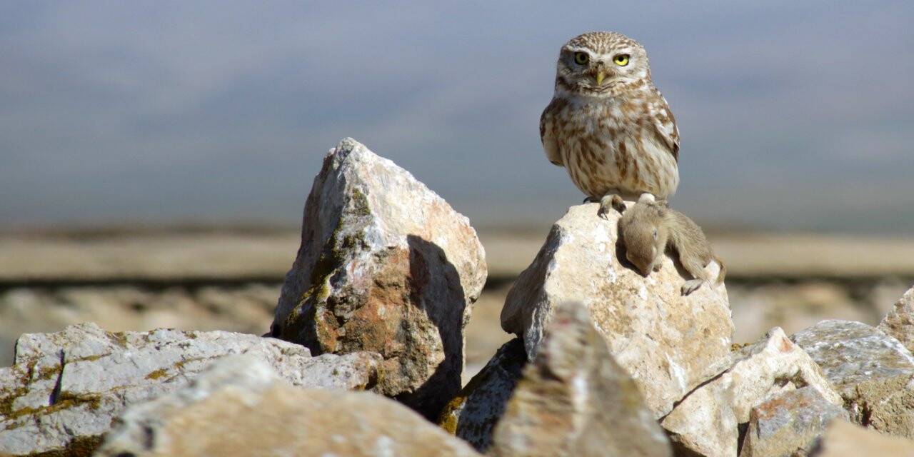 Baykuş'un avını yakalaması görüntülendi