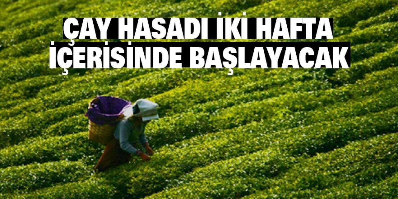 Yaş çay alımı destekle 3 lira 40 kuruş oldu