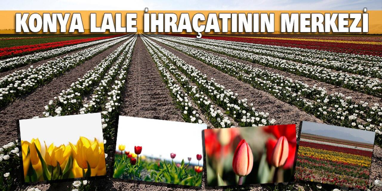 Konya Lale İhraçatının Merkezi