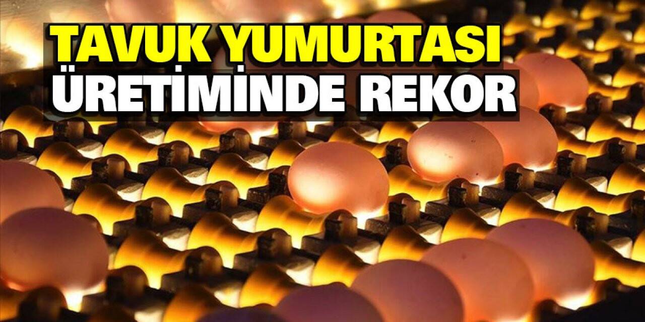 Tavuk yumurtası üretiminde rekor