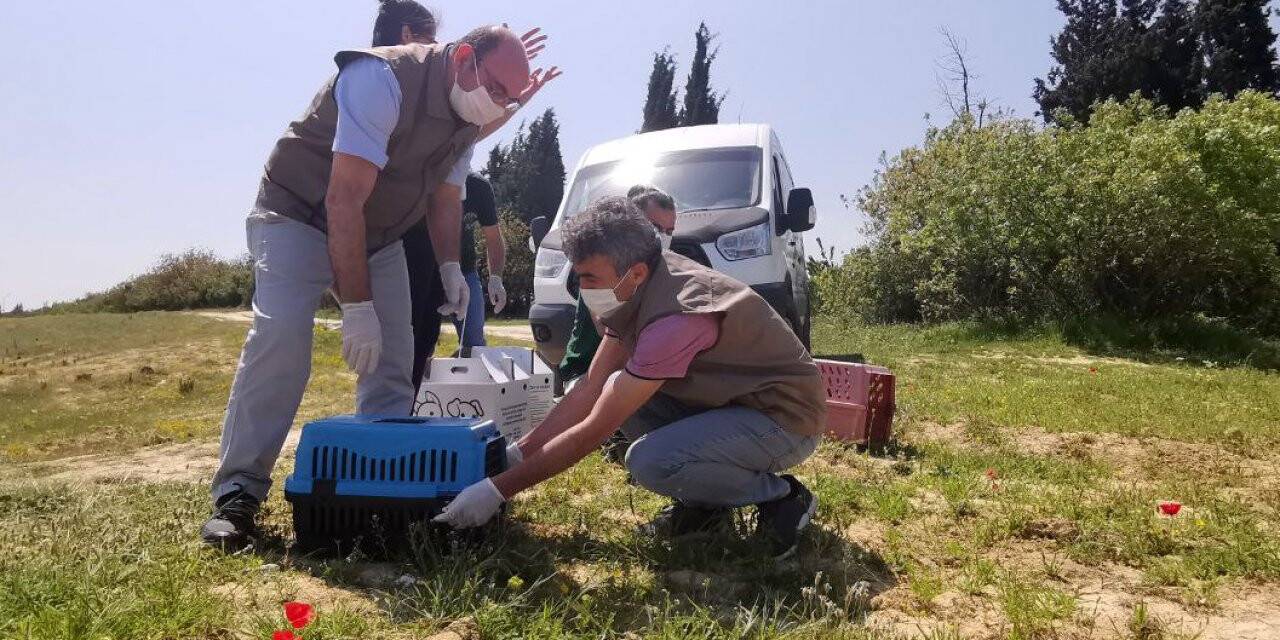 Kocaeli'de tedavi edilen şahin ve baykuşlar doğaya bırakıldı