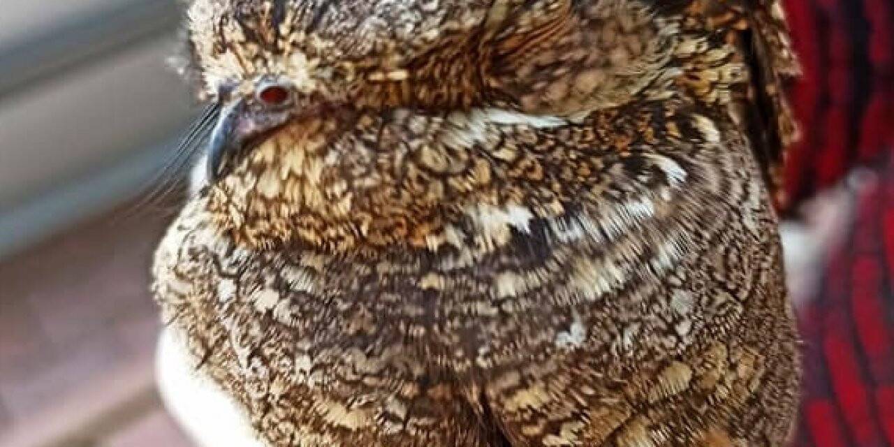 Konya'da Yaralı haldeki çobanaldatan kuşu tedaviye alındı