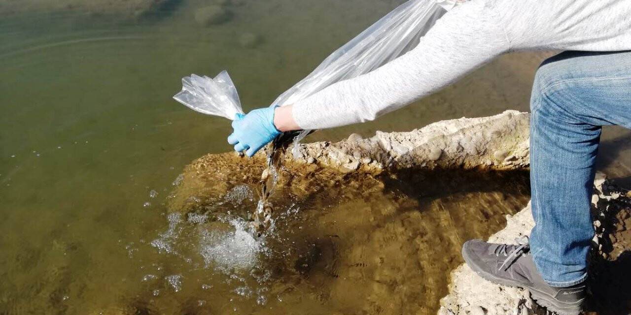 Samsun'da göl ve göletlere 110 bin sazan yavrusu bırakıldı