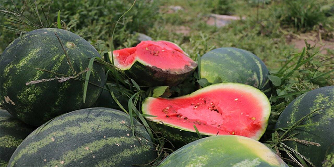 Adana'da karpuz hasadı başladı