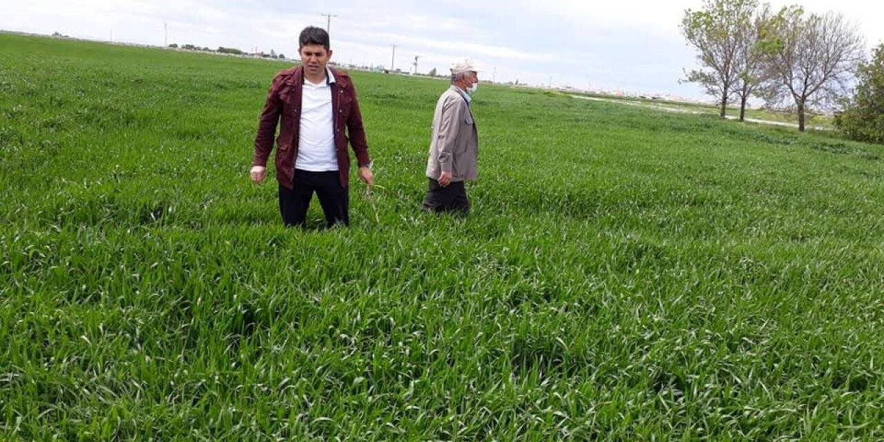 Konya Karapınar'da üreticilere tarlada eğitim