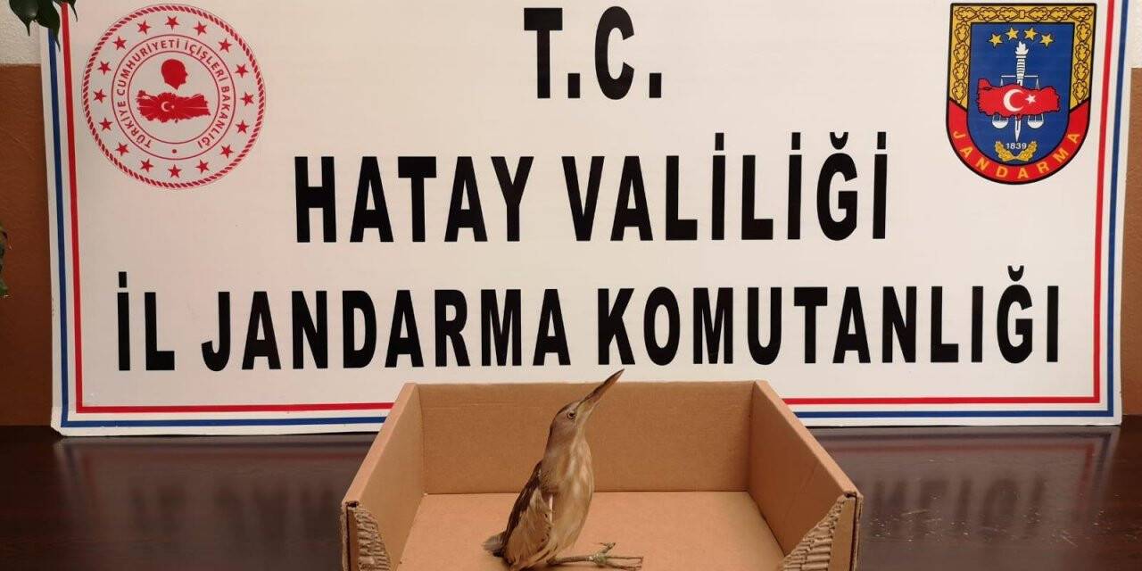 Hatay'da yaralı halde balaban kuşu bulundu
