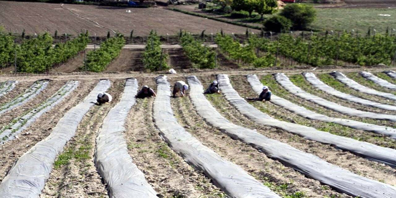 Beypazarı Belediyesi yaz hazırlıklarına devam ediyor