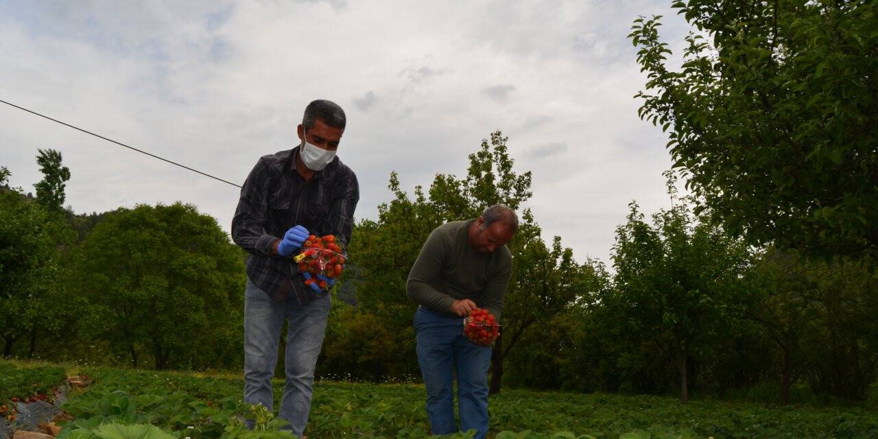 Amanosların eteklerinde çilek hasadı başladı