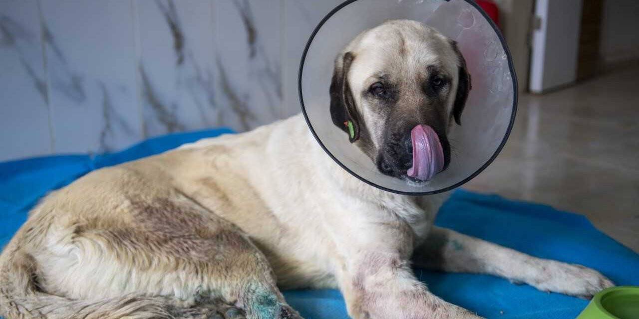 Mersin'de iki bacağı kırık halde bulunan köpek tedaviye alındı