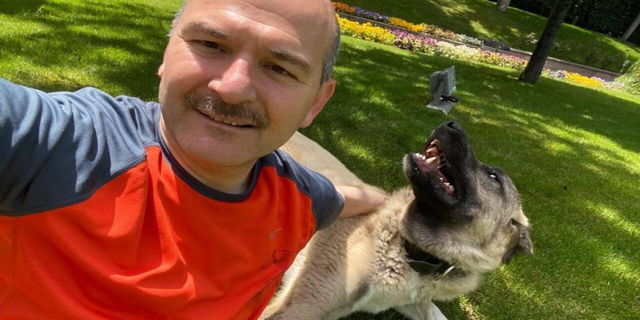 İçişleri Bakanı Süleyman Soylu, sahiplendiği sokak köpeklerinin fotoğraflarını paylaştı