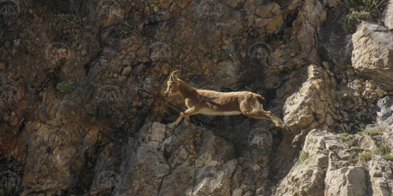 Koruma altındaki yaban keçileri Kırkmerdiven Vadisi'ni mesken tuttu