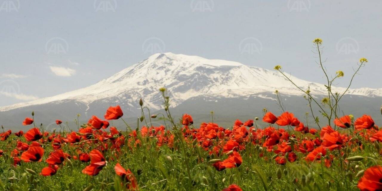 Ağrı Dağı gelinciklerle bezendi